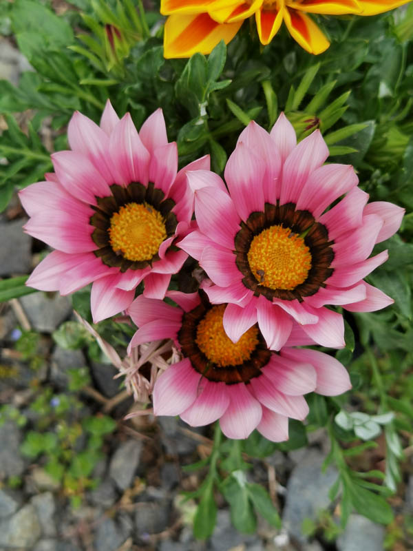 Gazania rigens hort